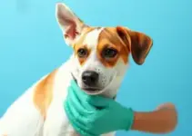 vacinação antirrábica